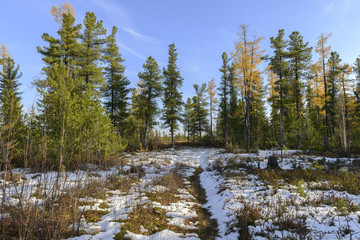 Obraz na płótnie Canvas scenic forest landscape in autumn in the Russian taiga