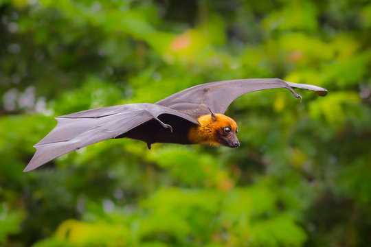Flying male Lyle's flying fox (Pteropus lylei)