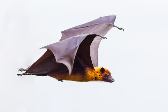 Side view of flying male Lyle's flying fox (Pteropus lylei)