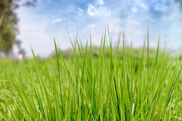 spring autumn grass foliage
