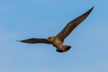Heuglin's Gull (Larus heuglini) flying in nature