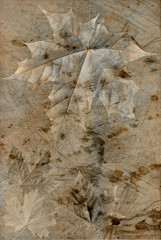 leaves on grunge background