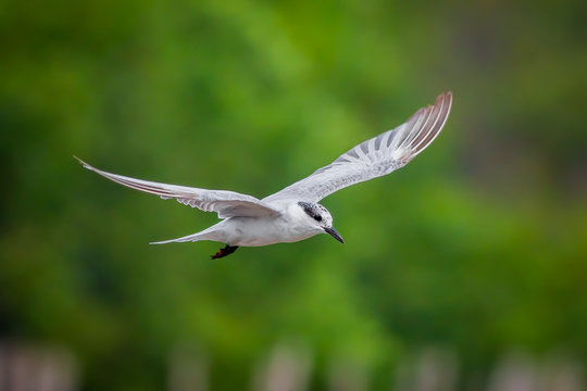 Little tern(Sternula albifrons) is flying