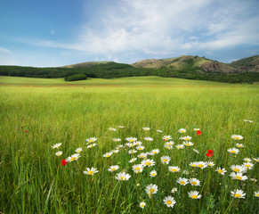 Obrazy na Plexi  Piękny krajobraz łąki