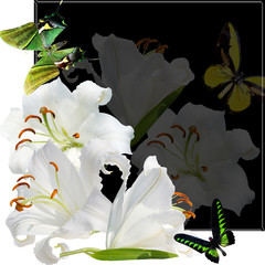 Fototapeta na wymiar butterfly and lily