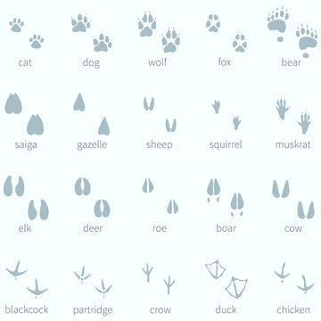 Vector Set of Animals Footprint  in the Snow