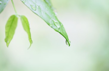 Obraz premium Water drop on Wrightia religiosa leaf