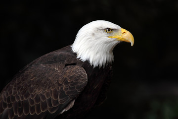 bald eagle