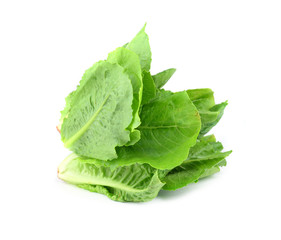 fresh lettuce leaves isolated on white