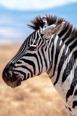 Fototapeta na wymiar Zebra at Ngorongoro Crater
