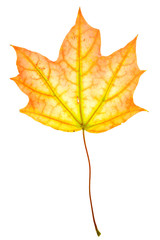 Autumn maple leaf