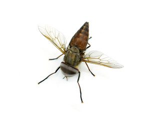 fly on a white background