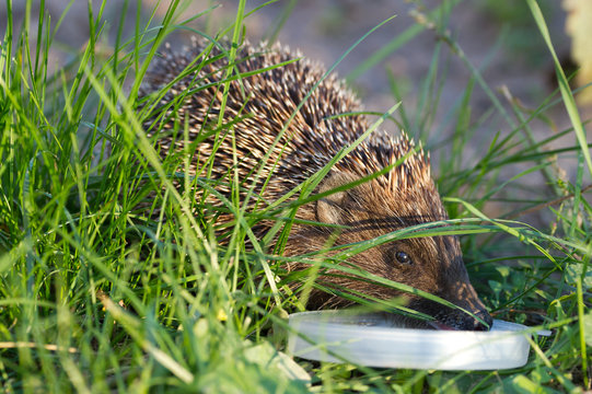 Hedgehog drinks milk