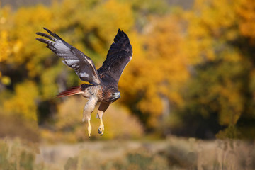 Red-tailed hawk in flight