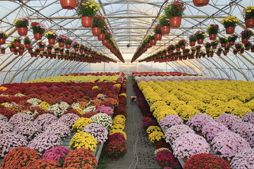 Chryzantemy w szklarni © fivepilot