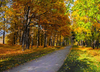 Obraz premium Słońce wpadające przez drzewa na ścieżce