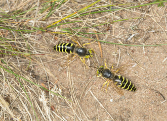 Sand Wasps, Bembix rostrata