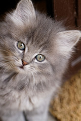 Naklejka na ściany i meble Beautiful grey kitten