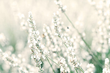 Obraz premium White lavender flowers