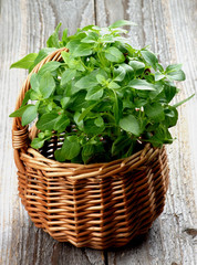 Naklejka premium Basil
