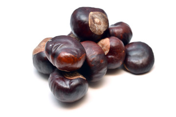 chestnut
