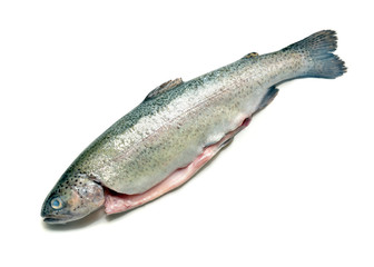 Naklejka premium trout fish