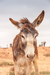 Brown donkey