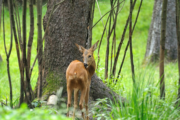 Young deer
