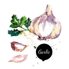 Garlic. Hand drawn watercolor painting on white background. Vect
