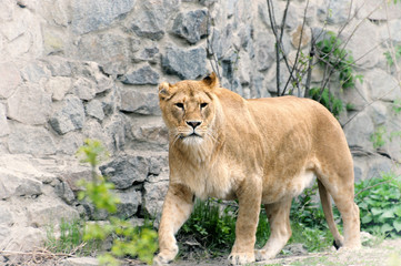 Lioness.