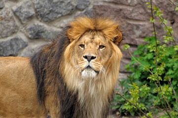 Lion.