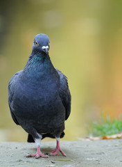 Portrait of a pigeon.