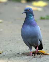 Portrait of a pigeon.
