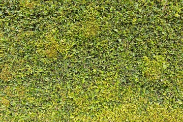 Green leaves textured