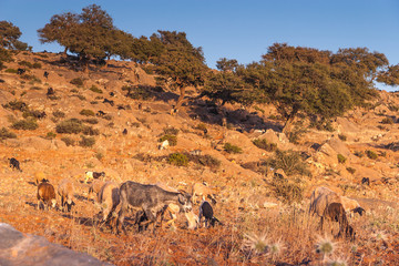 Morrocan goats in the field