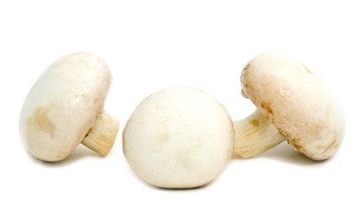 white mushrooms on a white background