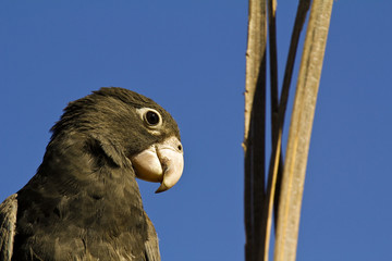 Fototapeta premium Lesser Vasa Parrot (Coracopsis nigra) feeding on berries at Ifat