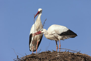 White Storks building their nest