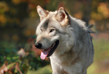 loup en automne