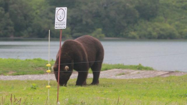 Gently brown bear.