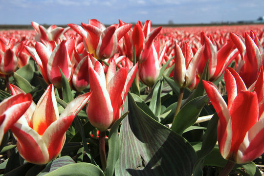 Field of tulips