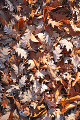 Autumn leaves
