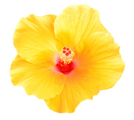 Fototapeta na wymiar Yellow Hibiscus
