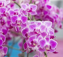 Naklejka na ściany i meble Pink orchid macro closeup in health spa.