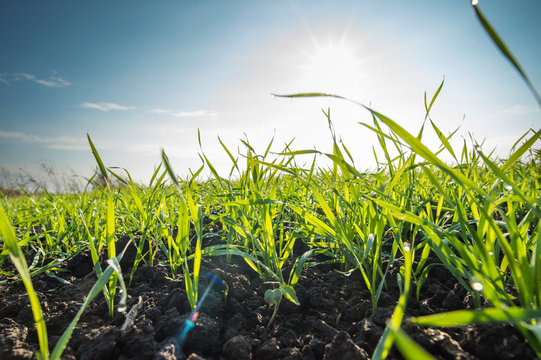 Young Wheat Field