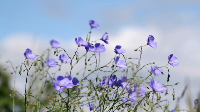 Wild flowers in the wind Asian Flax (Linum austriacum)
