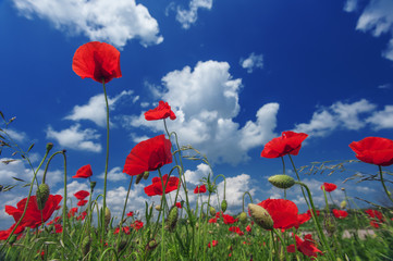 poppy