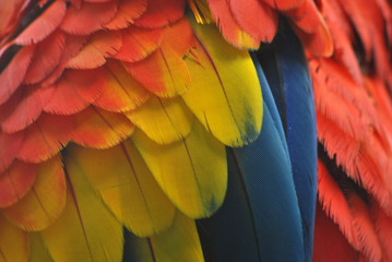 Obraz premium Close-up of macaw parrot feathers in red, yellow and blue