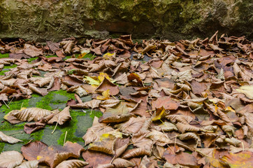 dry foliage on the ground