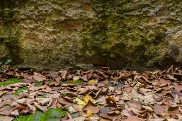 dry foliage under an old rocky wall